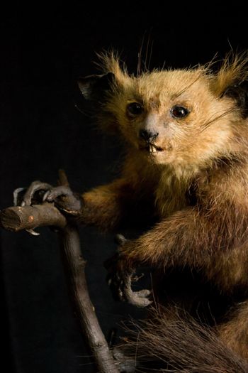 Media type: image;   Mammalogy 14647